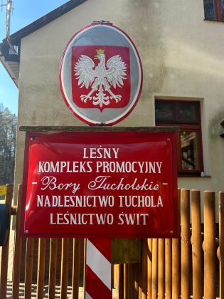 sadzenie lasu