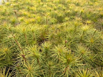 Obrazy news&oacute;w: sadzenielasu2026_2.jpg