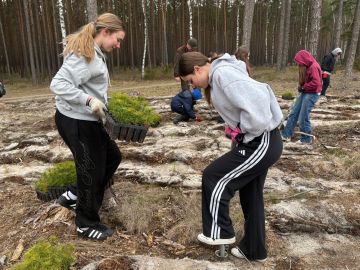 Obrazy news&oacute;w: sadzenielasu2026_5.jpg